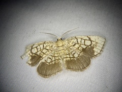 Cabera griseolimbata