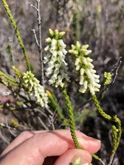 Erica flavicoma