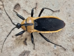 Ectrichodia crux