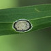 Asteromyia carbonifera - Photo (c) Tony DeSantis, μερικά δικαιώματα διατηρούνται (CC BY-NC), uploaded by Tony DeSantis