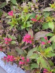 Weigela florida