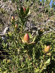 Leucadendron strobilinum