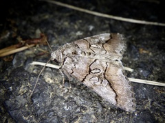 Protomiselia bilinea