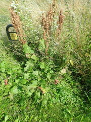 Rumex confertus