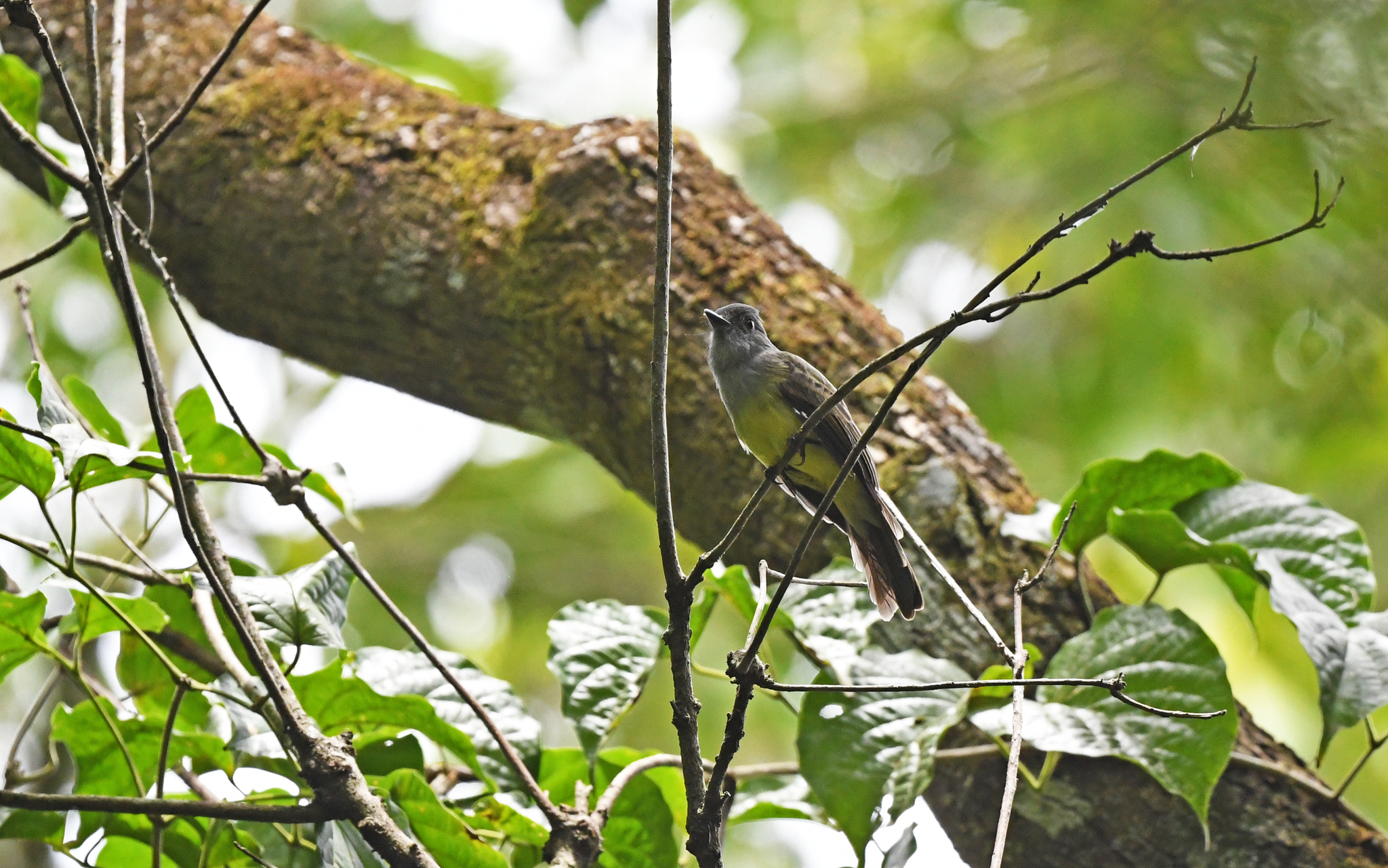 Apical Flycatcher illustration