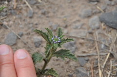 Verbena hispida
