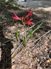Zephyranthes bifida