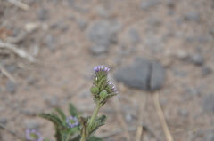 Verbena hispida