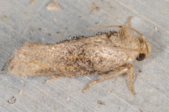 Acrolophus piger