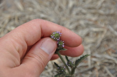 Verbena hispida