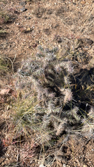 Cylindropuntia whipplei