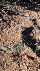 Opuntia polyacantha