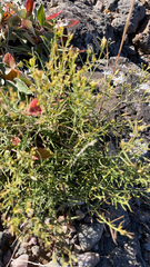 Gutierrezia sarothrae