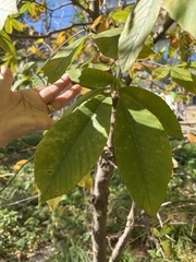 Aesculus flava