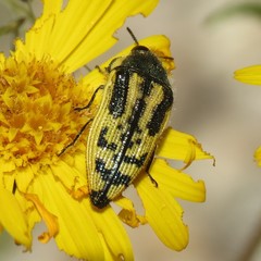 Acmaeodera amplicollis