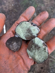 Rhizopogonaceae