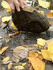 Caudata