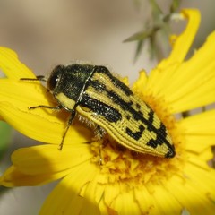 Acmaeodera amplicollis