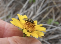 Acmaeodera scalaris
