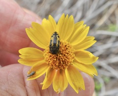 Acmaeodera scalaris