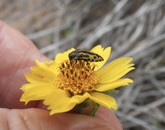 Acmaeodera scalaris