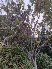 Cercis chinensis