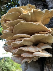 Laetiporus gilbertsonii