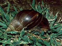 Lissachatina