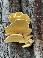 Laetiporus gilbertsonii