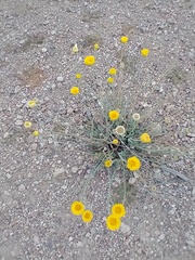 Baileya multiradiata
