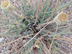 Baileya multiradiata