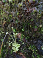 Pinguicula
