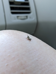 Microtechnites bractatus