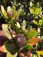 Leucadendron strobilinum