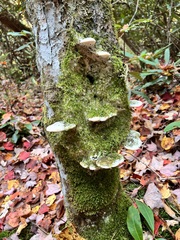 Rigidoporus