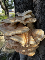 Laetiporus gilbertsonii