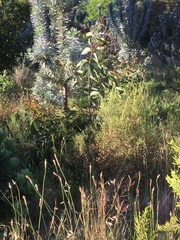 Corymbia ficifolia