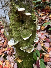Rigidoporus
