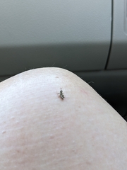 Microtechnites bractatus