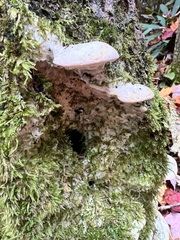 Rigidoporus