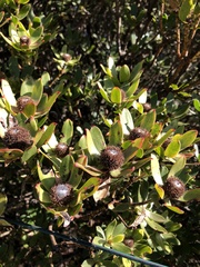 Leucadendron strobilinum