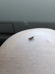 Microtechnites bractatus