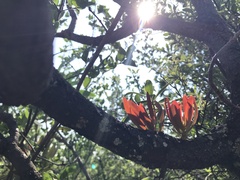 Protea caffra caffra