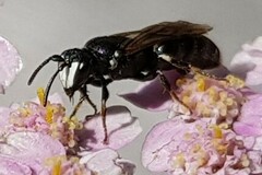 Hylaeus nigritus