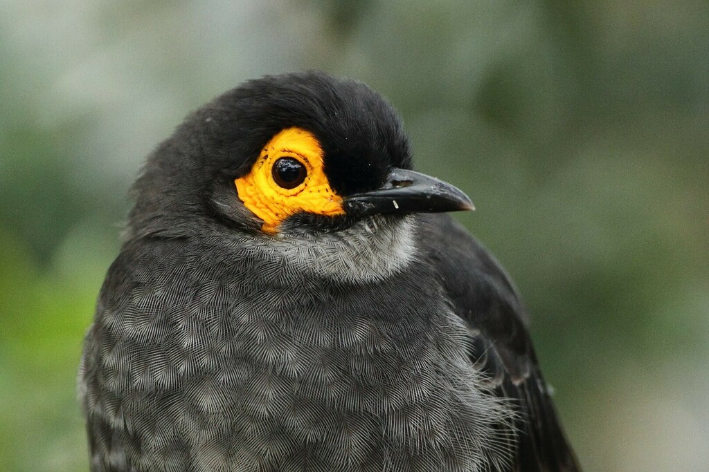 Smoky Honeyeater