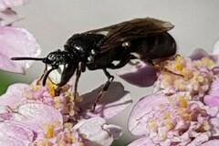 Hylaeus nigritus