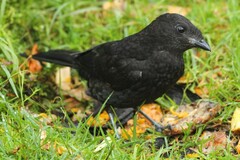 Archboldia papuensis