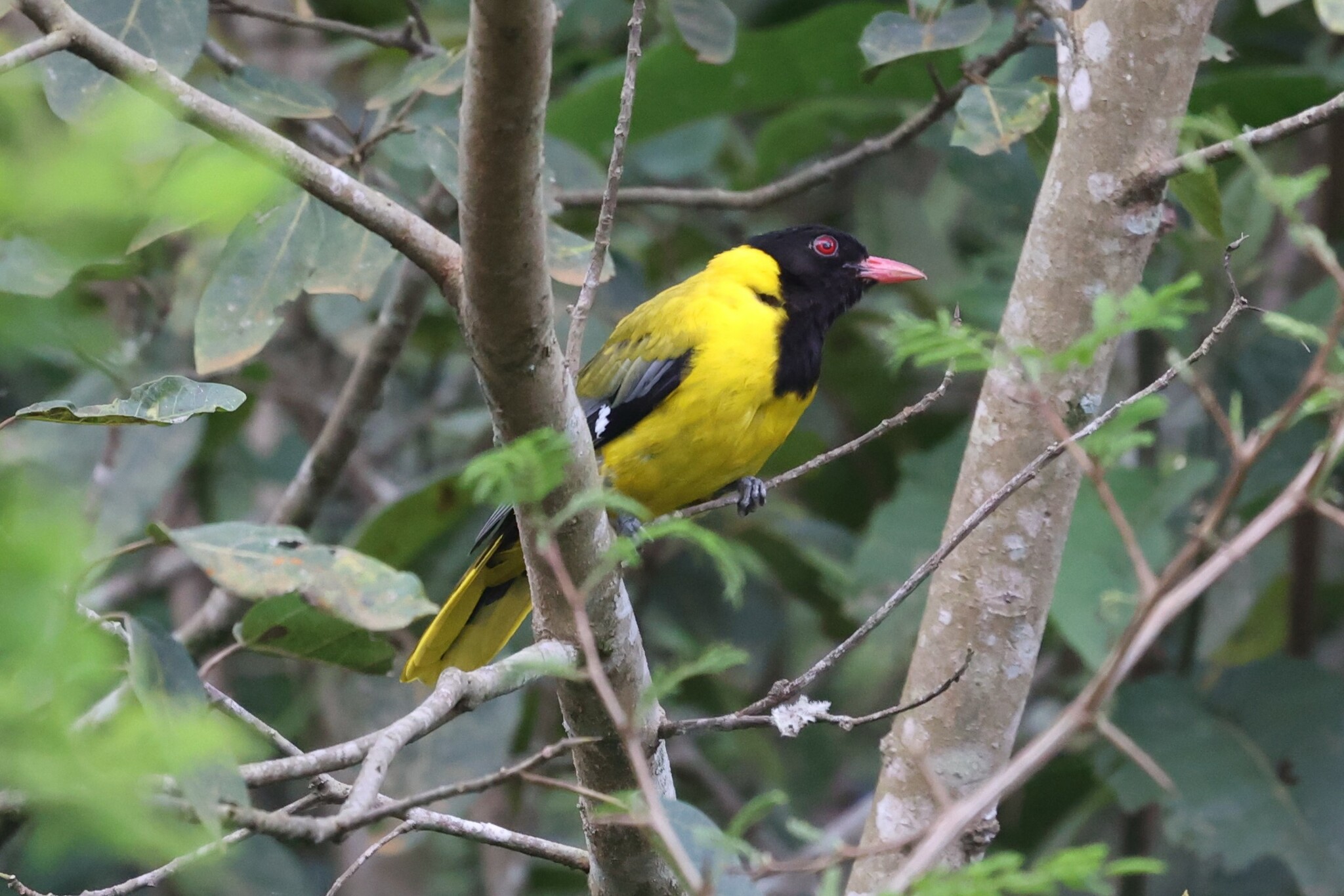 Western Black-headed Oriole (Oriolus brachyrynchus)