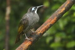 Melidectes belfordi