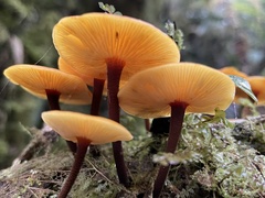 Heimiomyces